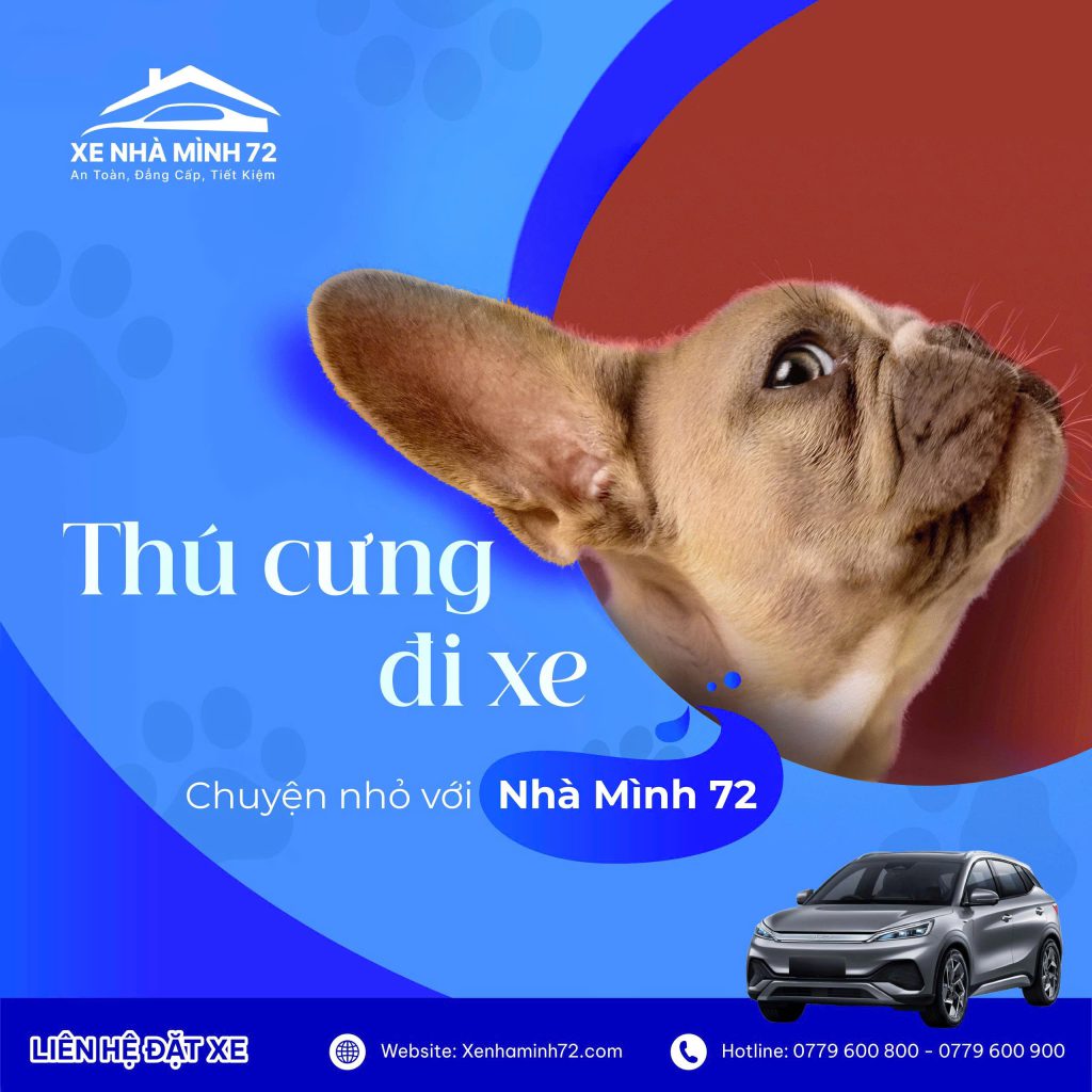 thú cưng đi xe khách